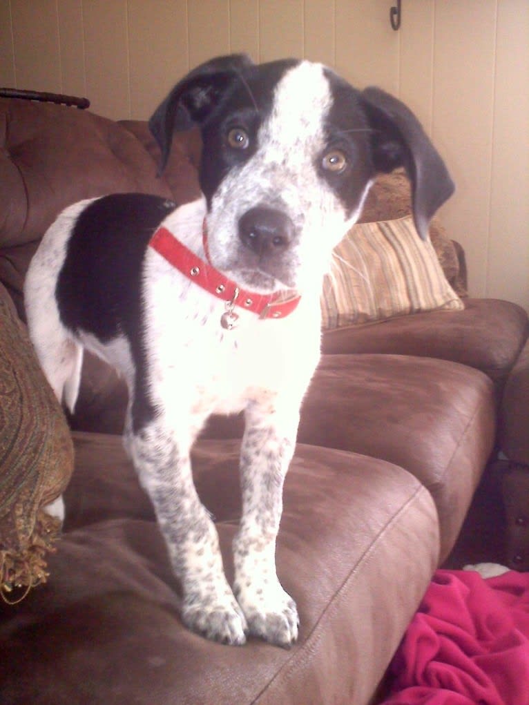 Max, a Border Collie and Pointer mix tested with EmbarkVet.com