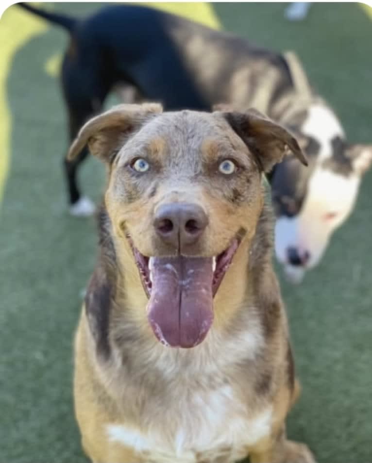 Bauer, an Australian Cattle Dog and Catahoula Leopard Dog mix tested with EmbarkVet.com