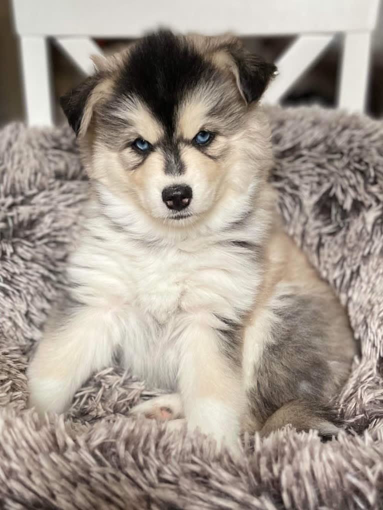 Brady, a Pomsky tested with EmbarkVet.com