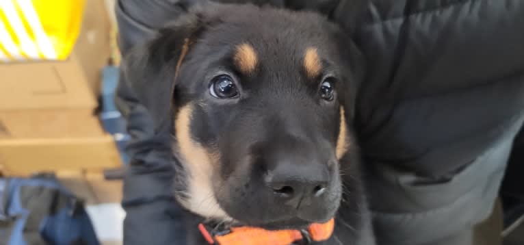 Spoon, a German Shepherd Dog and Doberman Pinscher mix tested with EmbarkVet.com