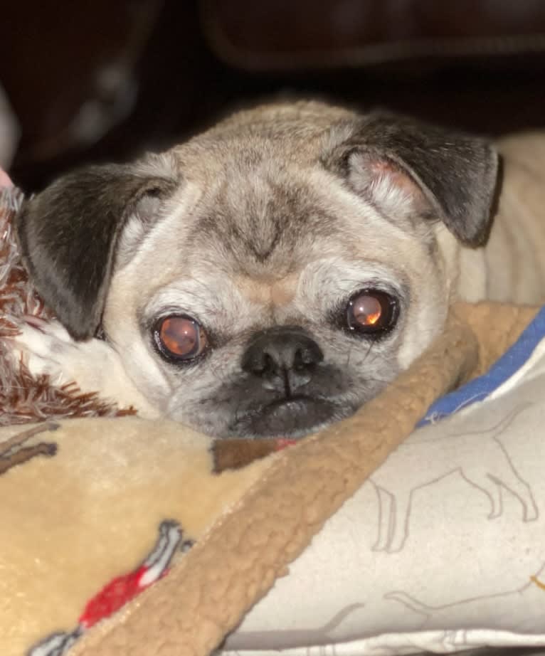 Pugsley, a Pug tested with EmbarkVet.com