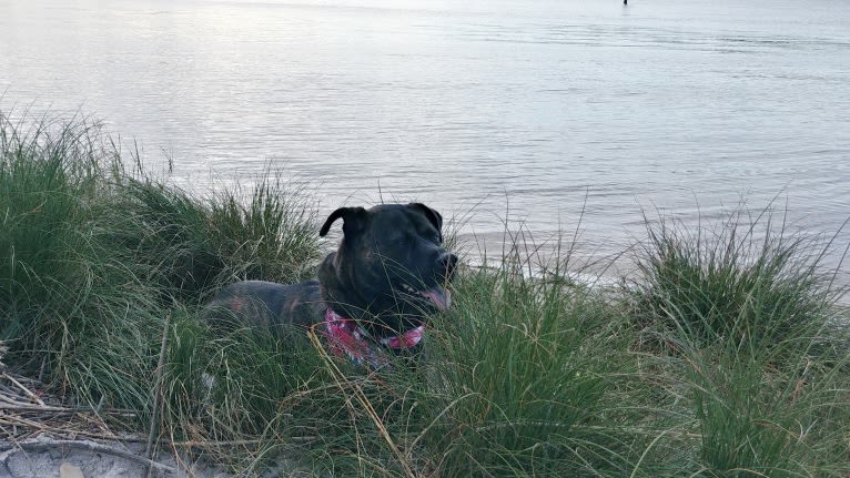 Whiskey Biscuit, a Chow Chow and Boxer mix tested with EmbarkVet.com