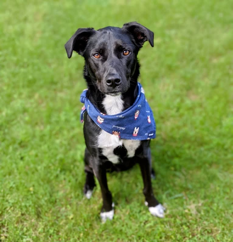 Kopa, an Australian Shepherd and American Pit Bull Terrier mix tested with EmbarkVet.com