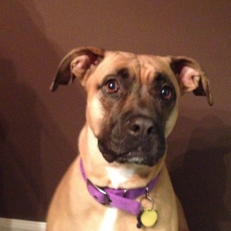 Harper, a Staffordshire Terrier and Boxer mix tested with EmbarkVet.com