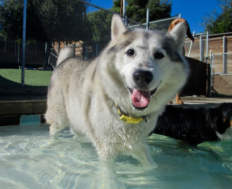 Logan, a Siberian Husky and German Shepherd Dog mix tested with EmbarkVet.com