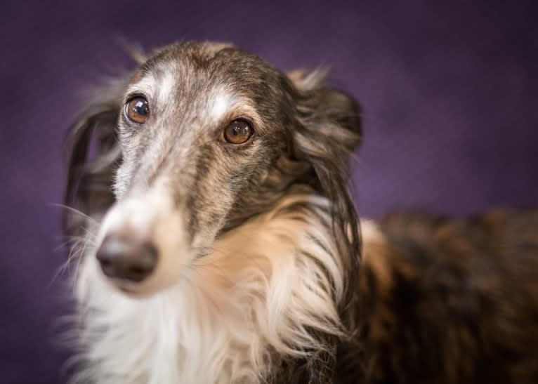 Kira, a Silken Windhound tested with EmbarkVet.com