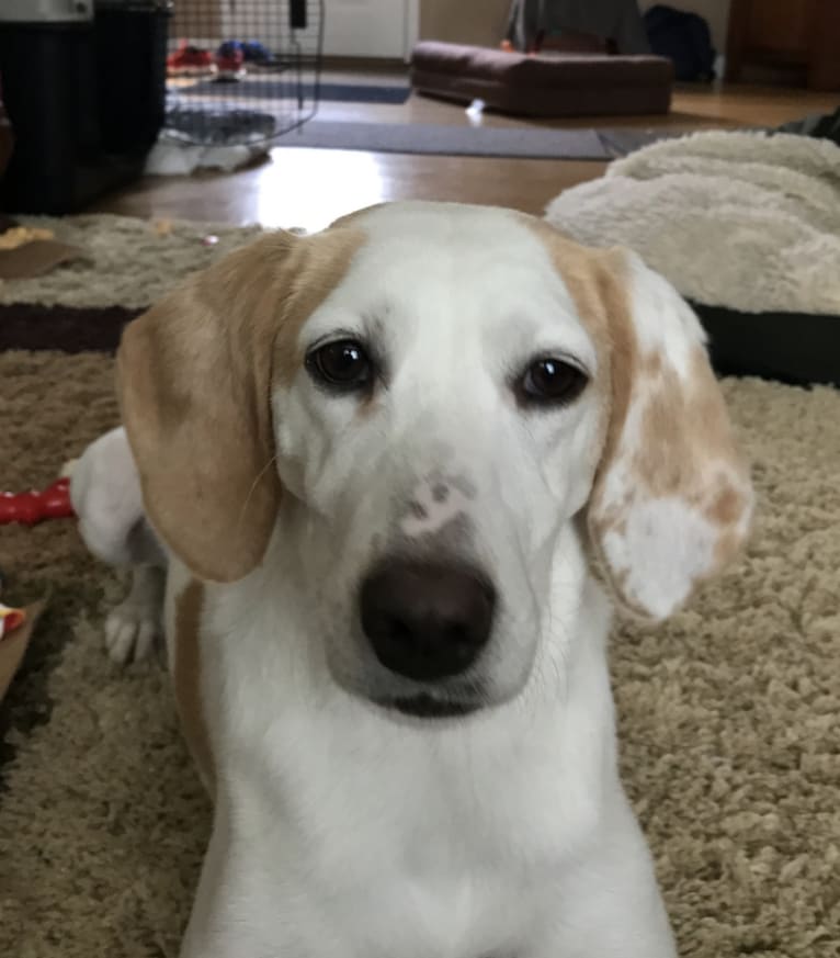Penelope, a Foxhound (10.6% unresolved) tested with EmbarkVet.com