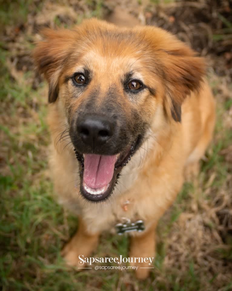 Journey, a Chinese Village Dog tested with EmbarkVet.com