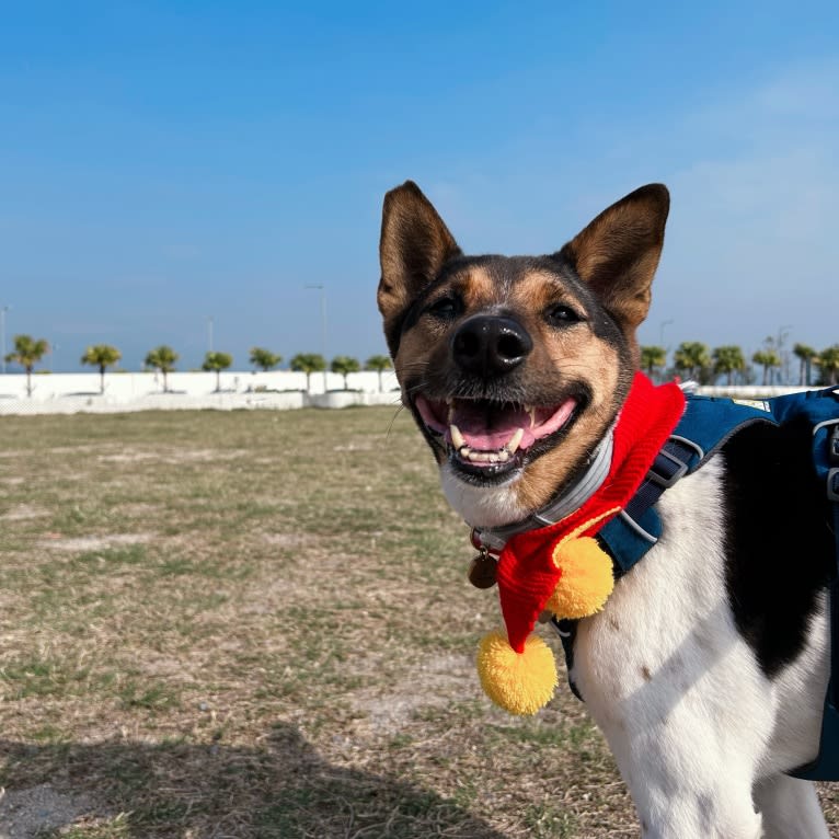 Ball, a Hong Kong Village Dog tested with EmbarkVet.com