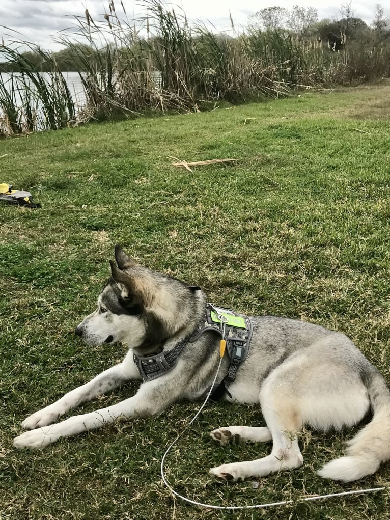 Bastion, a Siberian Husky and Alaskan Malamute mix tested with EmbarkVet.com