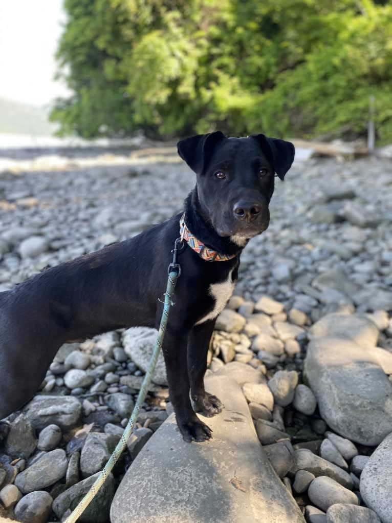 Mooshie, an American Pit Bull Terrier and German Shepherd Dog mix tested with EmbarkVet.com