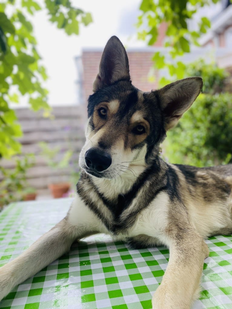 Kasper (Mountain Dew Phillip), a Saarloos Wolfdog tested with EmbarkVet.com