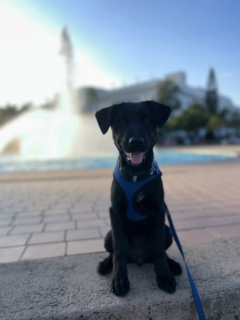 Rio, a Rottweiler and Golden Retriever mix tested with EmbarkVet.com