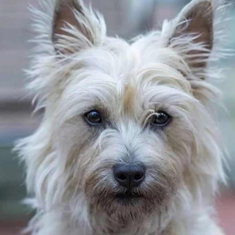 Cindel, a Cairn Terrier tested with EmbarkVet.com