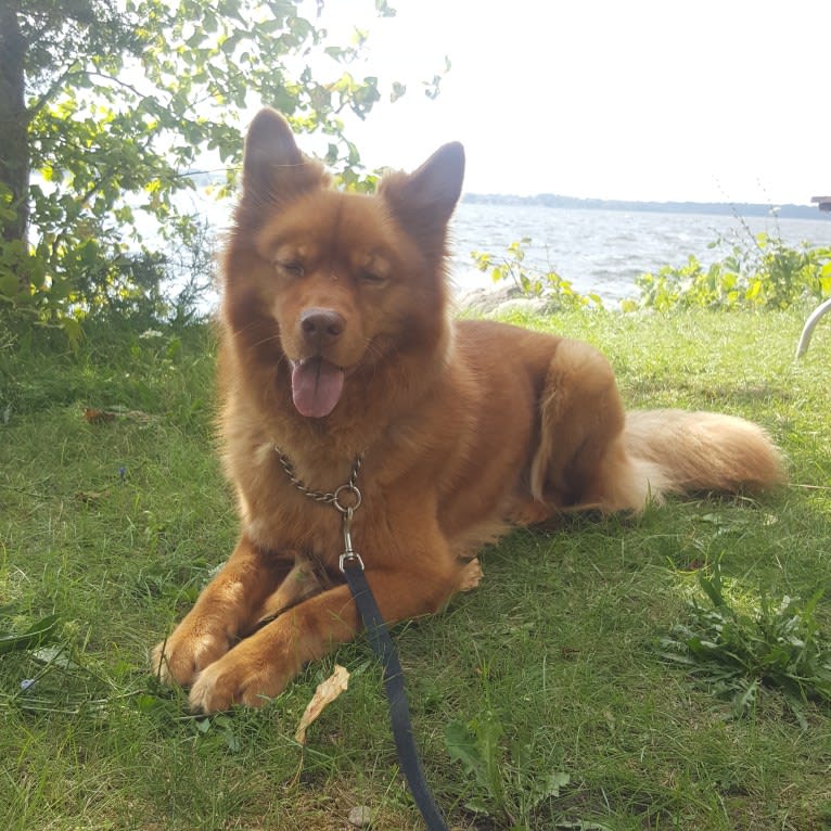 PHOENIX, a Chow Chow and Australian Shepherd mix tested with EmbarkVet.com