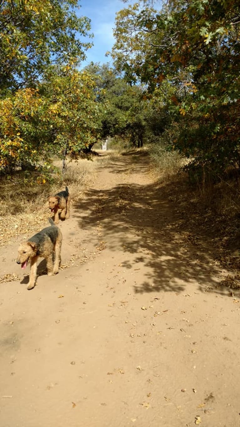 Sasha, an Airedale Terrier tested with EmbarkVet.com