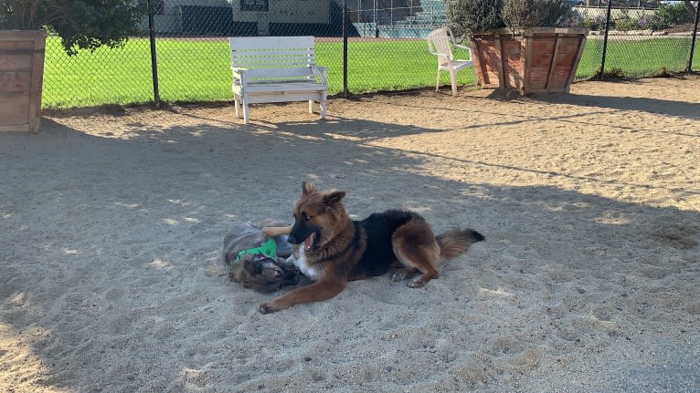 Lobo, a German Shepherd Dog and Siberian Husky mix tested with EmbarkVet.com