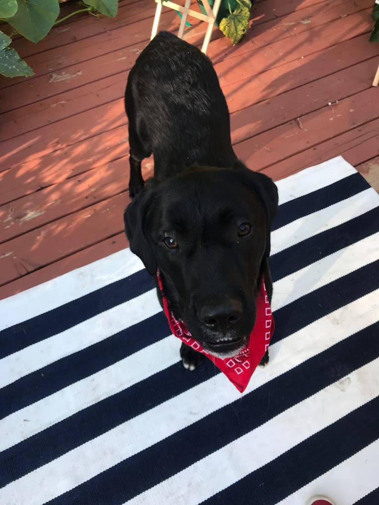 Stout, a Labrador Retriever and American Pit Bull Terrier mix tested with EmbarkVet.com