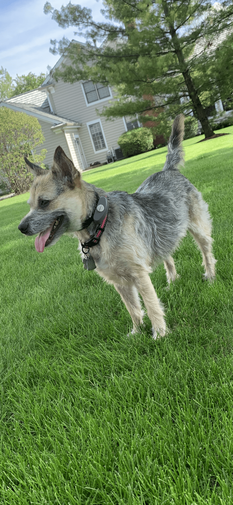 Macey, an Australian Cattle Dog and Chihuahua mix tested with EmbarkVet.com