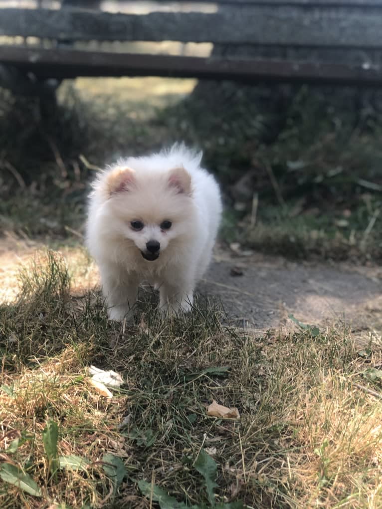 Lilith, a Pomeranian tested with EmbarkVet.com