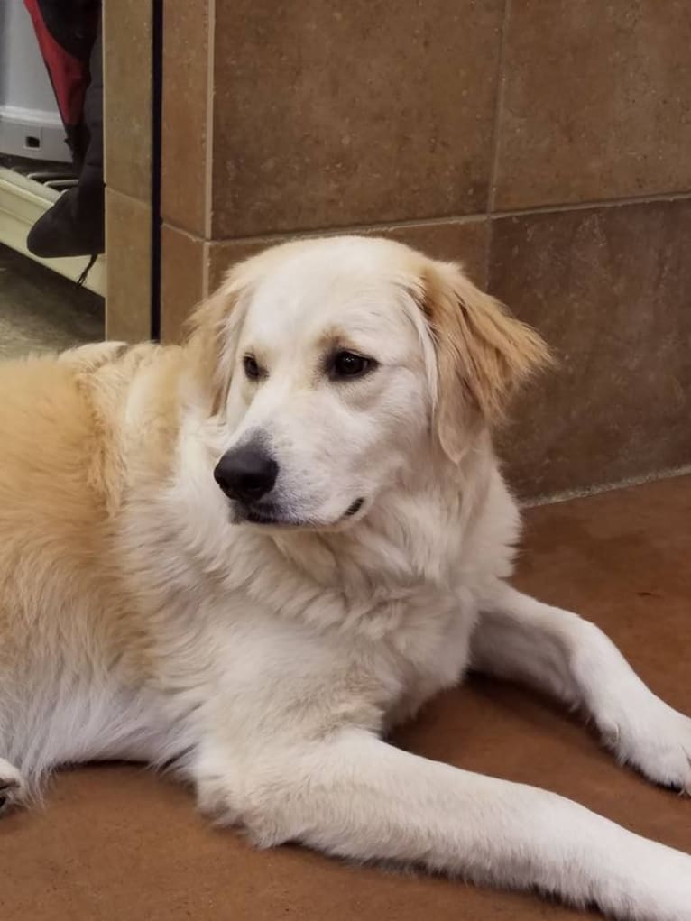 Rosie, a Golden Retriever and Great Pyrenees mix tested with EmbarkVet.com