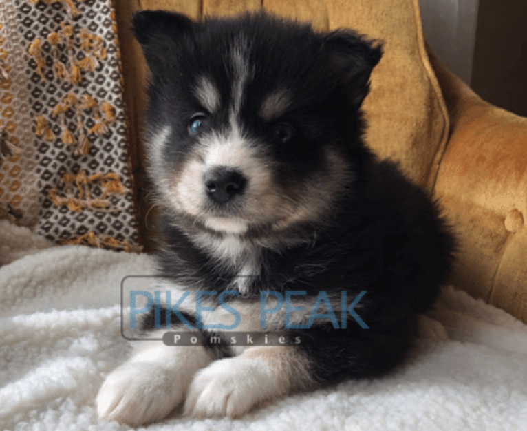 Rush, a Siberian Husky and Pomeranian mix tested with EmbarkVet.com