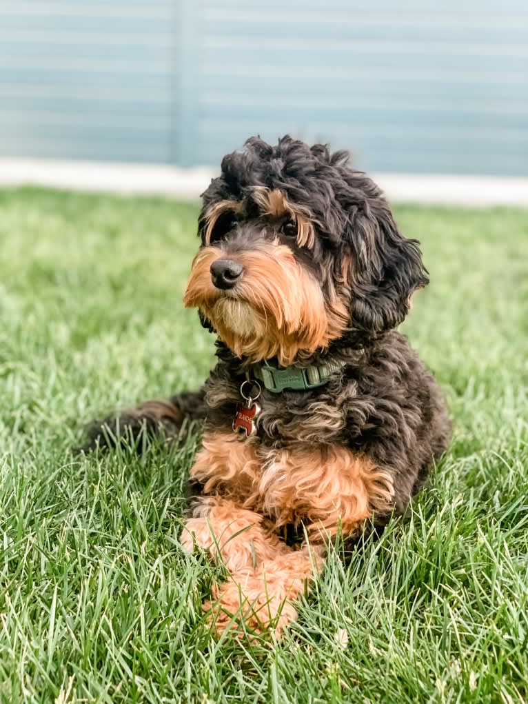 Blanche, a Poodle (Small) and Bernese Mountain Dog mix tested with EmbarkVet.com