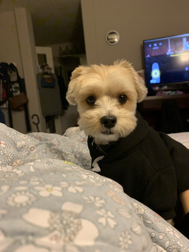 Toby, a Yorkshire Terrier and Poodle (Small) mix tested with EmbarkVet.com