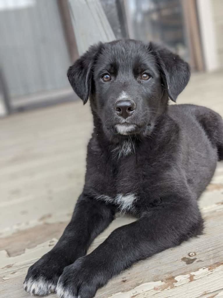 Kodiak, a German Shepherd Dog and Great Pyrenees mix tested with EmbarkVet.com