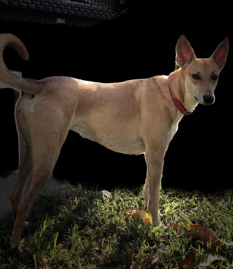 Banbury Cross Mochi, a Carolina Dog tested with EmbarkVet.com