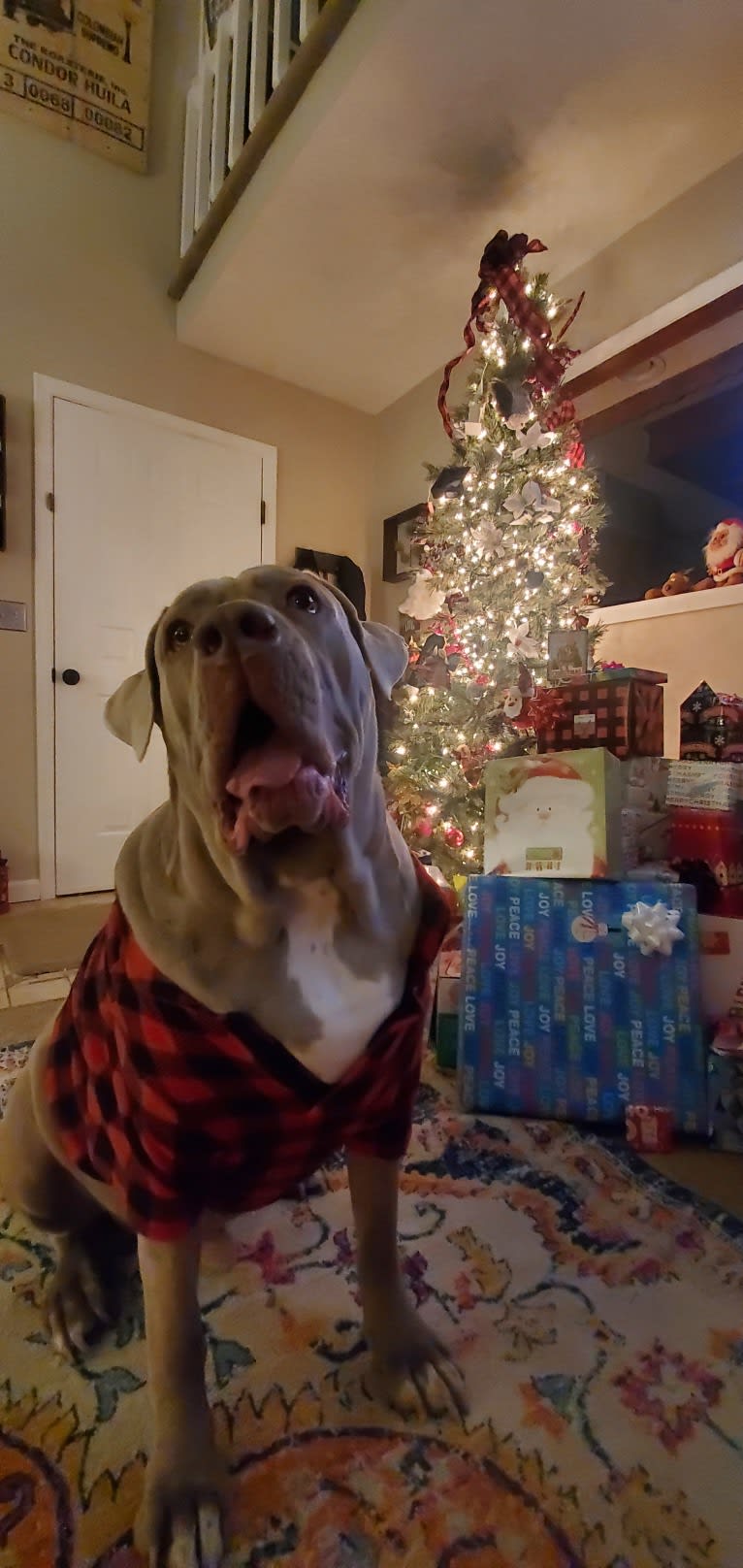 Garm, a Neapolitan Mastiff and Cane Corso mix tested with EmbarkVet.com