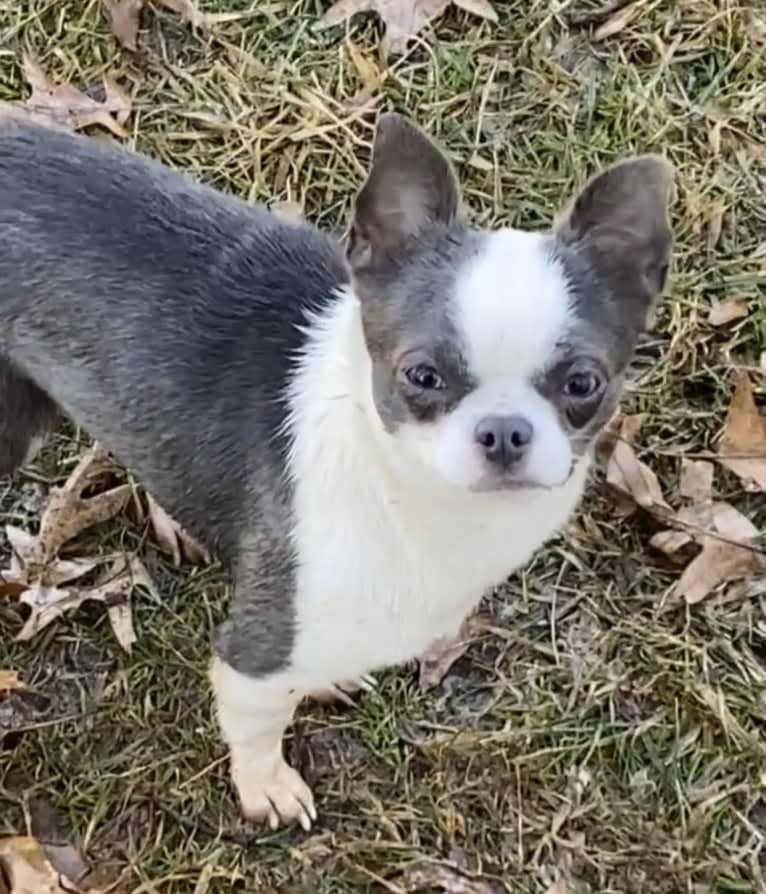 Dobby, a Chihuahua tested with EmbarkVet.com