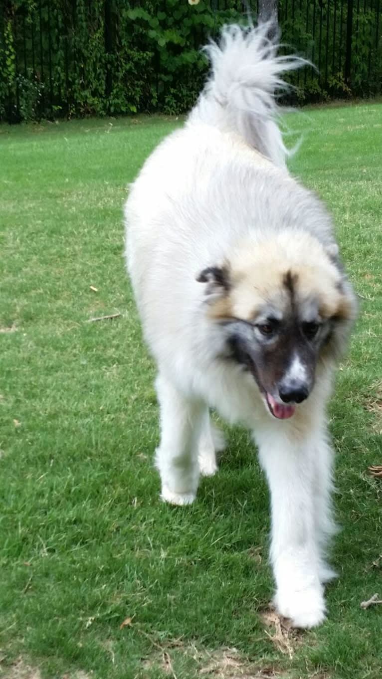 Monster, a Great Pyrenees and Alaskan Malamute mix tested with EmbarkVet.com