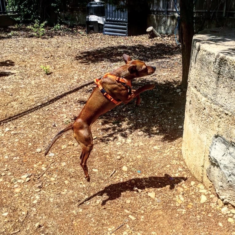 Phoebe, an European Village Dog and Miniature Pinscher mix tested with EmbarkVet.com