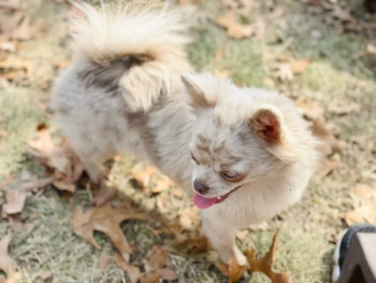 Jellybean, a Chihuahua tested with EmbarkVet.com