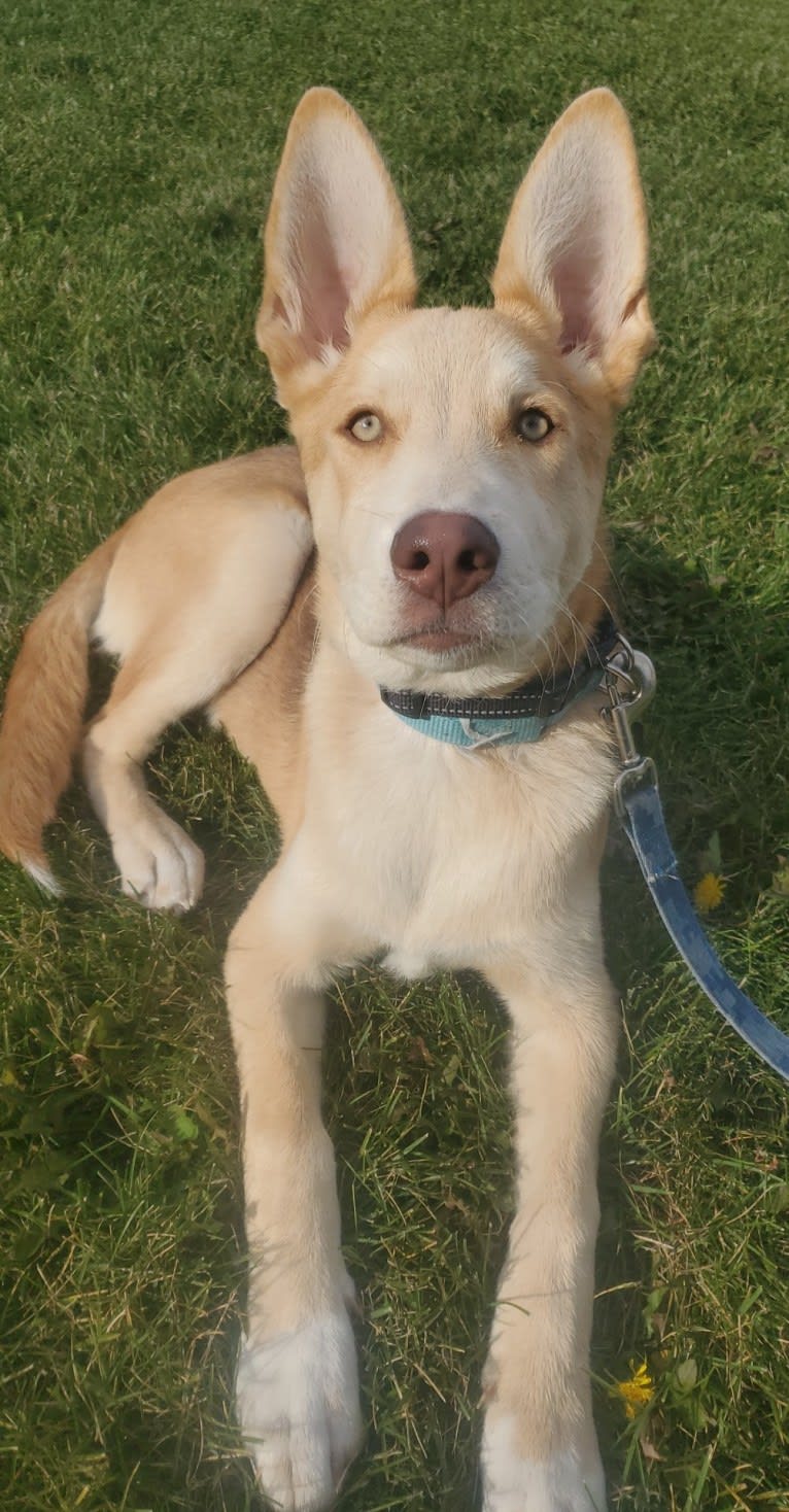 Aalo, a German Shepherd Dog and Siberian Husky mix tested with EmbarkVet.com