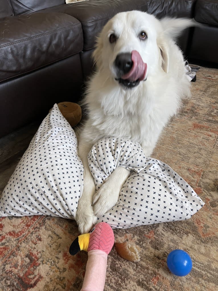 Looney “Chik’in Mini Bandit” Bear, a Great Pyrenees tested with EmbarkVet.com