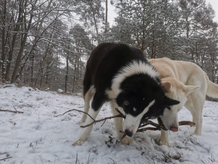 Erkeeni Kuo (Kinjia), a Yakutian Laika tested with EmbarkVet.com