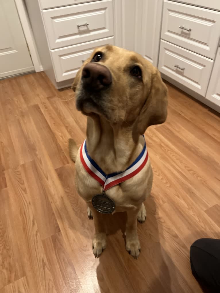 Ziggy, a Labrador Retriever tested with EmbarkVet.com