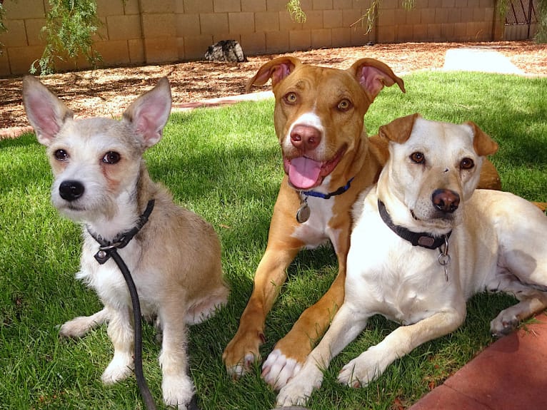 Doc, a Chihuahua and American Pit Bull Terrier mix tested with EmbarkVet.com