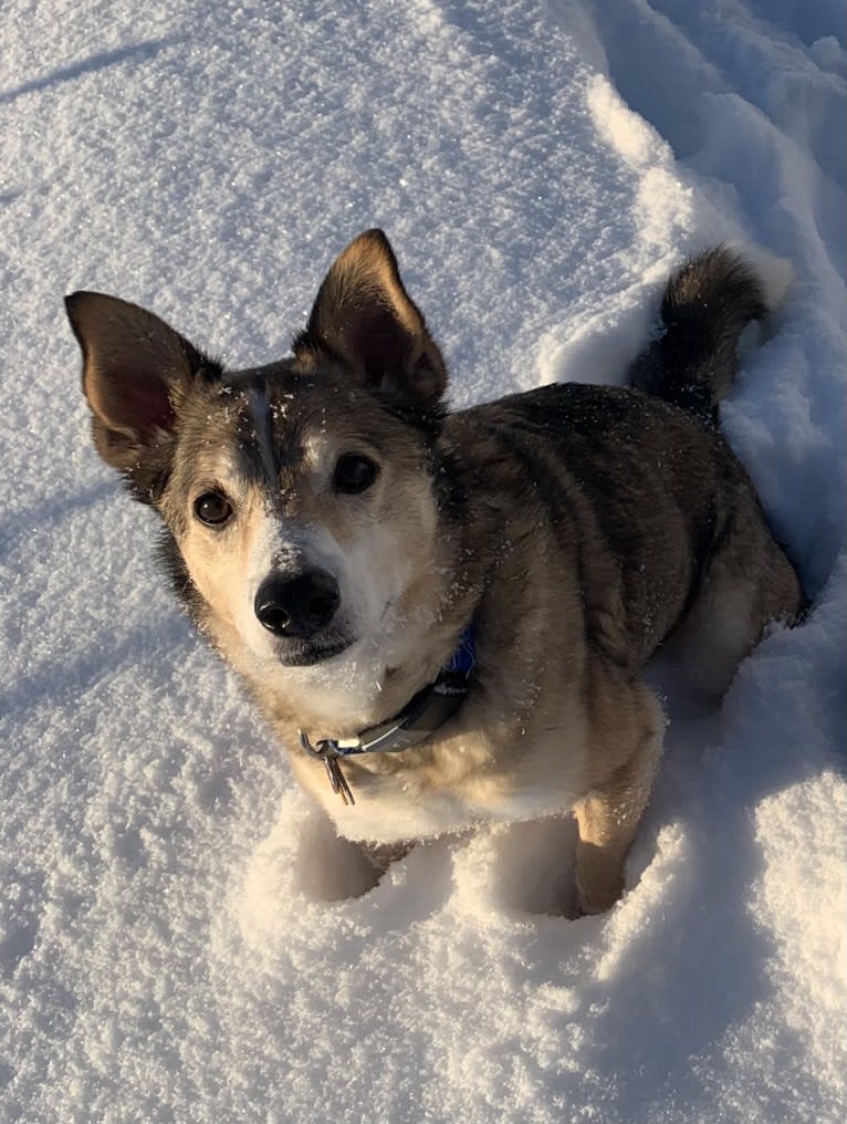 Wiley, an Alaskan-type Husky and Labrador Retriever mix tested with EmbarkVet.com