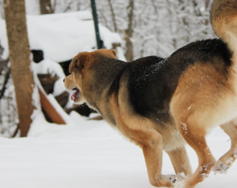 Khronos, a Labrador Retriever and Siberian Husky mix tested with EmbarkVet.com