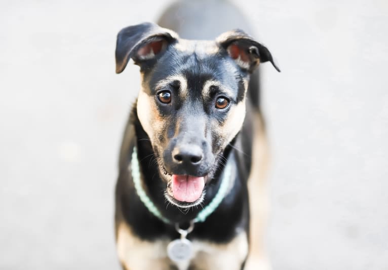 Roo, a Labrador Retriever and American Pit Bull Terrier mix tested with EmbarkVet.com