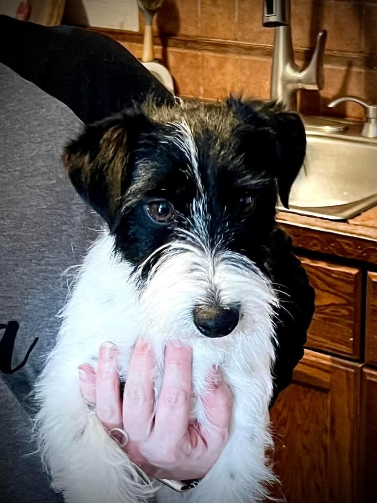 Stella, a Russell-type Terrier tested with EmbarkVet.com