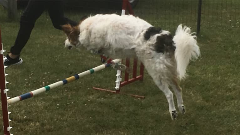 Zoey, a Border Collie and Maremma Sheepdog mix tested with EmbarkVet.com