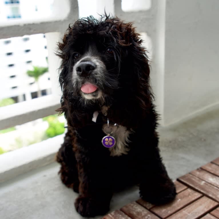 Miles Davis, a Cocker Spaniel tested with EmbarkVet.com