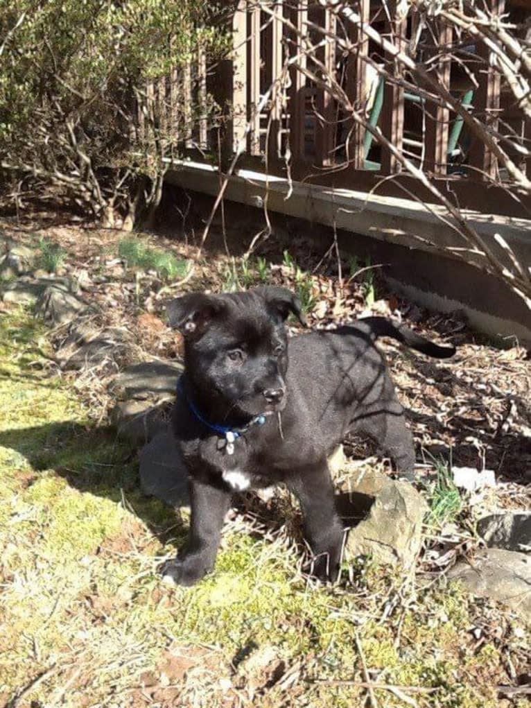 Amos, a Norwegian Elkhound and American Pit Bull Terrier mix tested with EmbarkVet.com