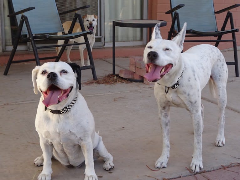 Doc, a Chihuahua and American Pit Bull Terrier mix tested with EmbarkVet.com