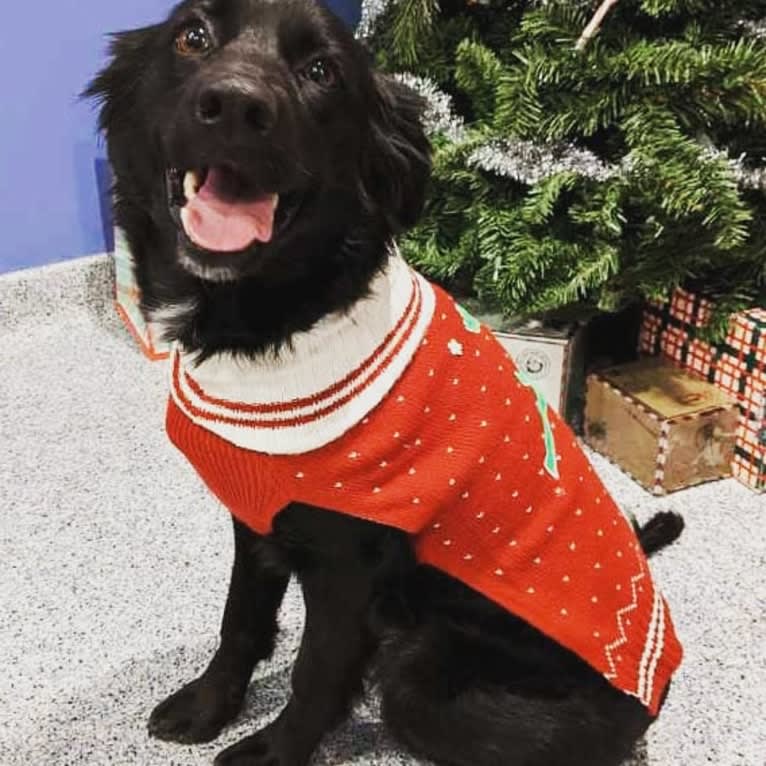 Sparrow, a Labrador Retriever and Border Collie mix tested with EmbarkVet.com