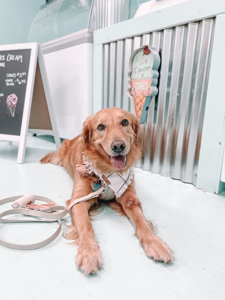 Marley, a Golden Retriever tested with EmbarkVet.com